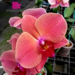 Phalaenopsis Lianher Happy Orange